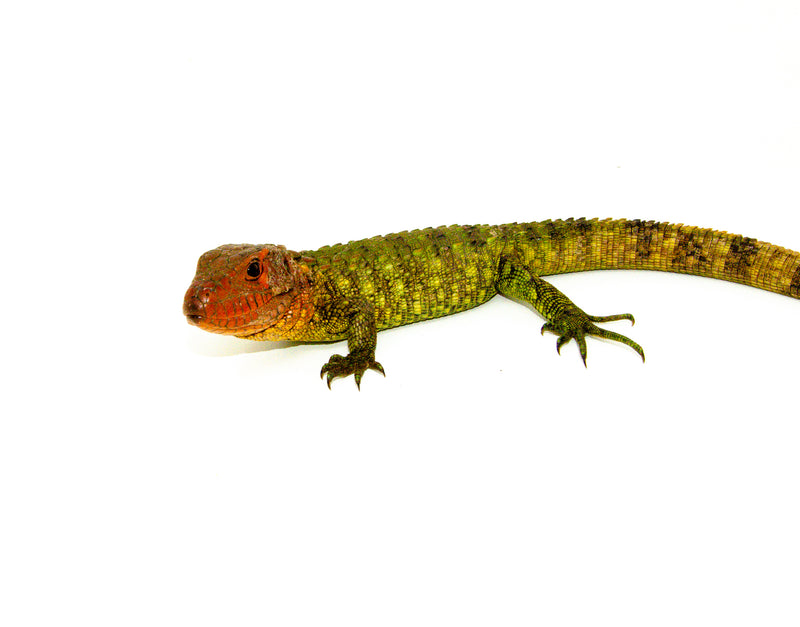 dracaena chameleons Caiman Lizard Babies For Sale