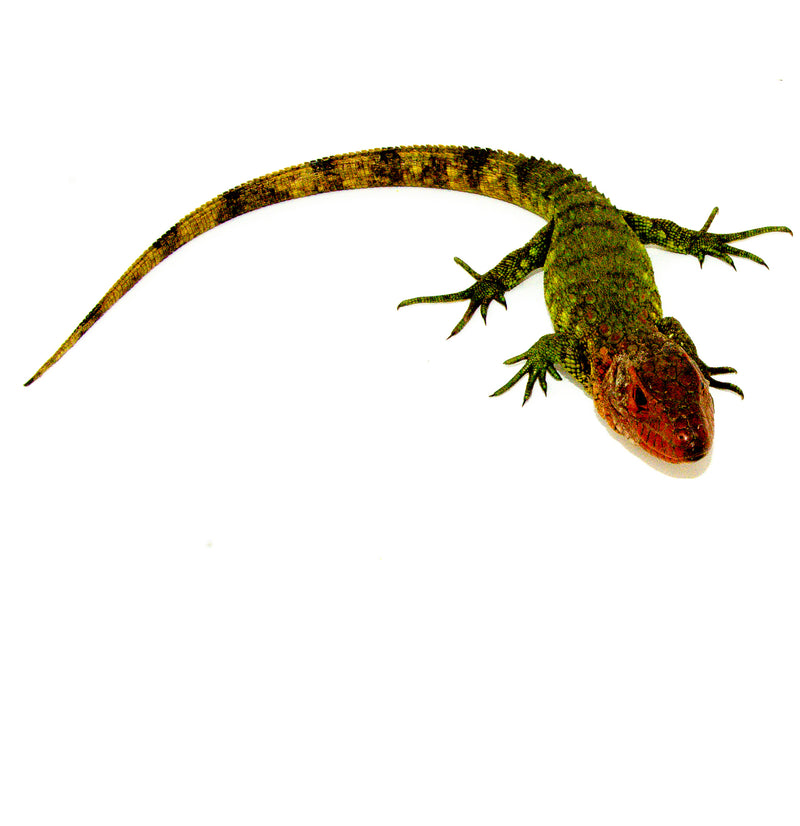 dracaena guianensis care Caiman Lizard Babies For Sale