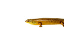 Giant Land Mullet Skink (Egernia major)