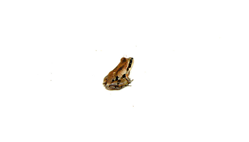 Ornate Chorus Frog (Pseudacris ornata)