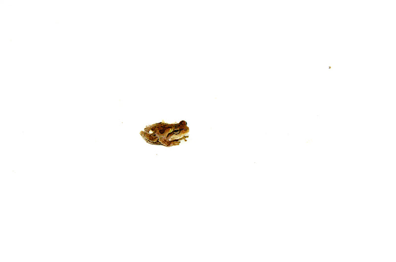 Pinewoods Tree Frog (Hyla femoralis)