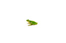 Green Tree Frog (Hyla cinerea)