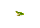 Green Tree Frog (Hyla cinerea)