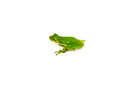 Green Tree Frog (Hyla cinerea)