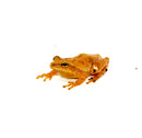 Southern Spring Peeper (Pseudacris crucifer bartramiana)