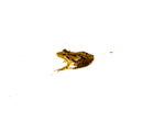 Southern Cricket Frog (Acris gryllus)