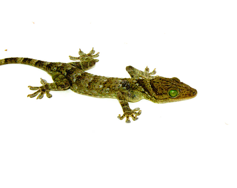 Green Eyed Gecko (Gekko smithii)