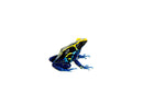 Cobalt Poison Dart Frogs (Dendrobates tinctorius)