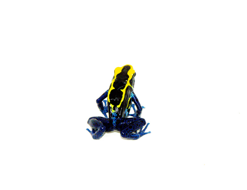 Cobalt Poison Dart Frogs (Dendrobates tinctorius)
