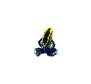 Cobalt Poison Dart Frogs (Dendrobates tinctorius)