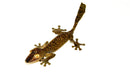 Giant Leaf Tailed Gecko (Uroplatus fimbriatus)