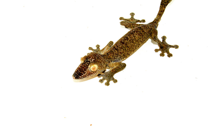 Giant Leaf Tailed Gecko (Uroplatus fimbriatus)