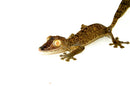 Giant Leaf Tailed Gecko (Uroplatus fimbriatus)