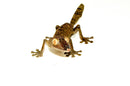 Giant Leaf Tailed Gecko (Uroplatus fimbriatus)