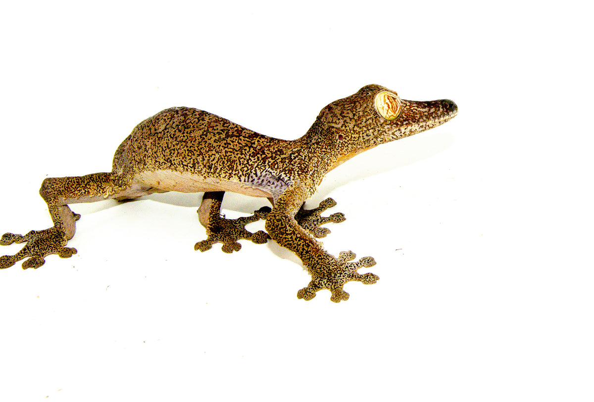 Giant Leaf Tailed Gecko Geckos For Sale | American Reptile