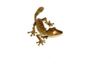 Giant Leaf Tailed Gecko (Uroplatus fimbriatus)