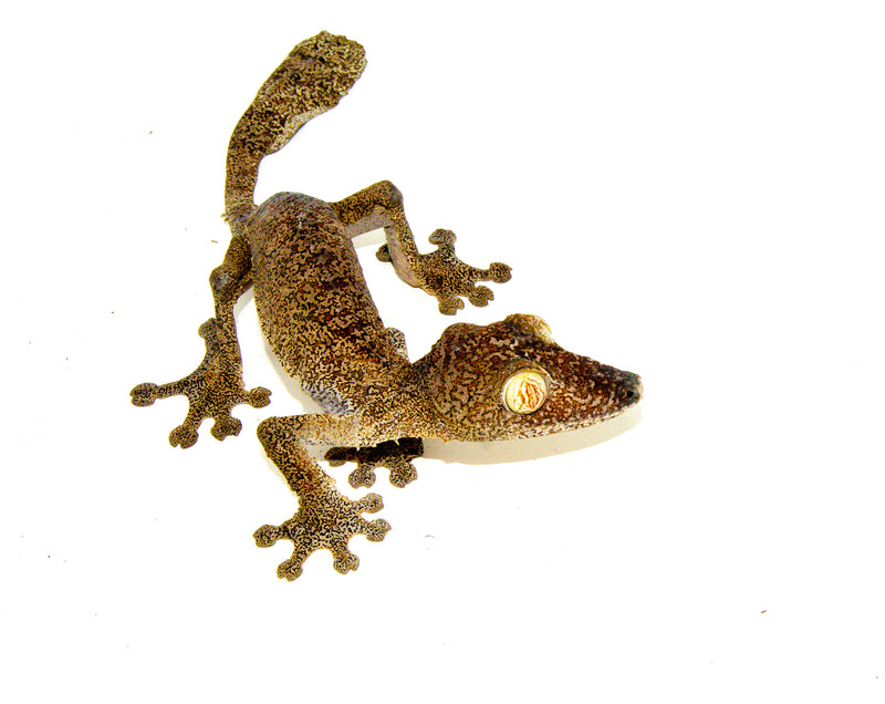 Giant Leaf Tailed Gecko (Uroplatus fimbriatus)