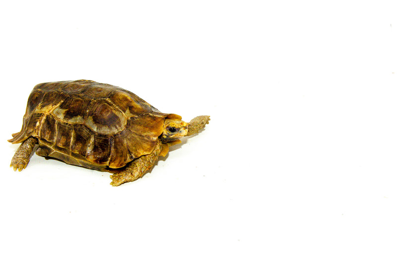 Homes Hinge-back Tortoise Adults (Kinixys homeana)