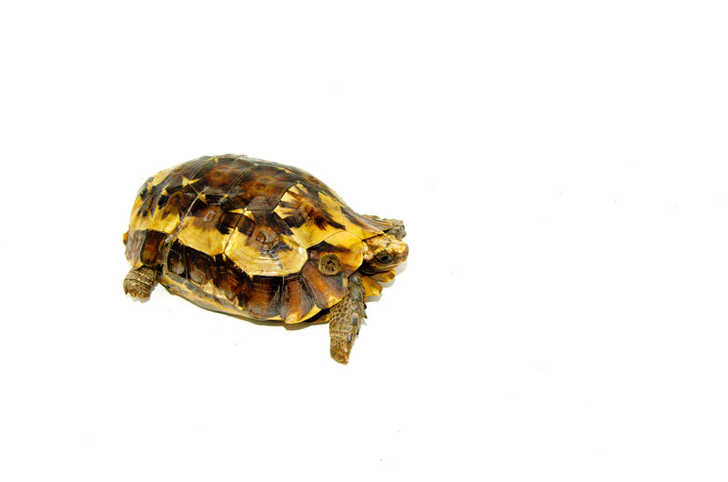 Forest Hinge-back Tortoise Adults (Kinixys erosa)