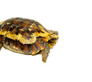 Forest Hinge-back Tortoise Adults (Kinixys erosa)