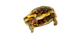 Forest Hinge-back Tortoise Adults (Kinixys erosa)