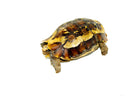 Forest Hinge-back Tortoise Adults (Kinixys erosa)