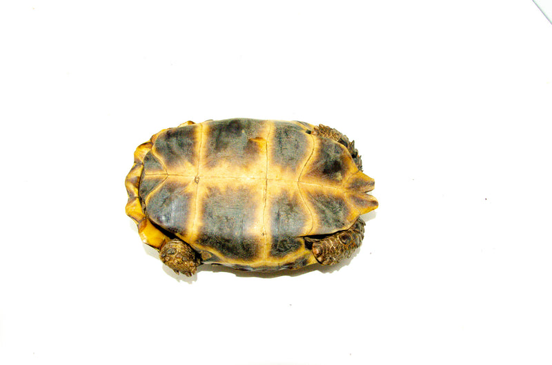 Forest Hinge-back Tortoise Adults (Kinixys erosa)