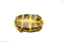 Forest Hinge-back Tortoise Adults (Kinixys erosa)