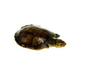 Madagascan Big Head Turtle Adults (Erymnochelys madigascariensis)