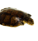 Madagascan Big Head Turtle Adults (Erymnochelys madigascariensis)