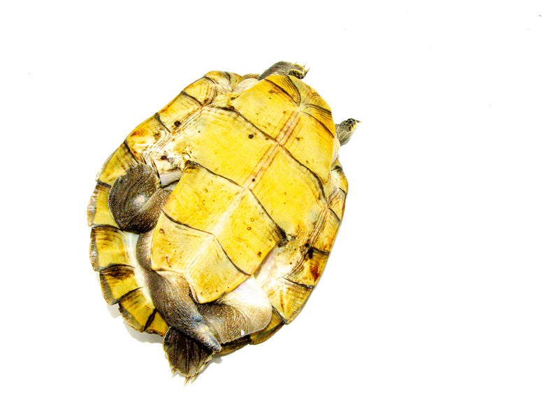 Madagascan Big Head Turtle Adults (Erymnochelys madigascariensis)