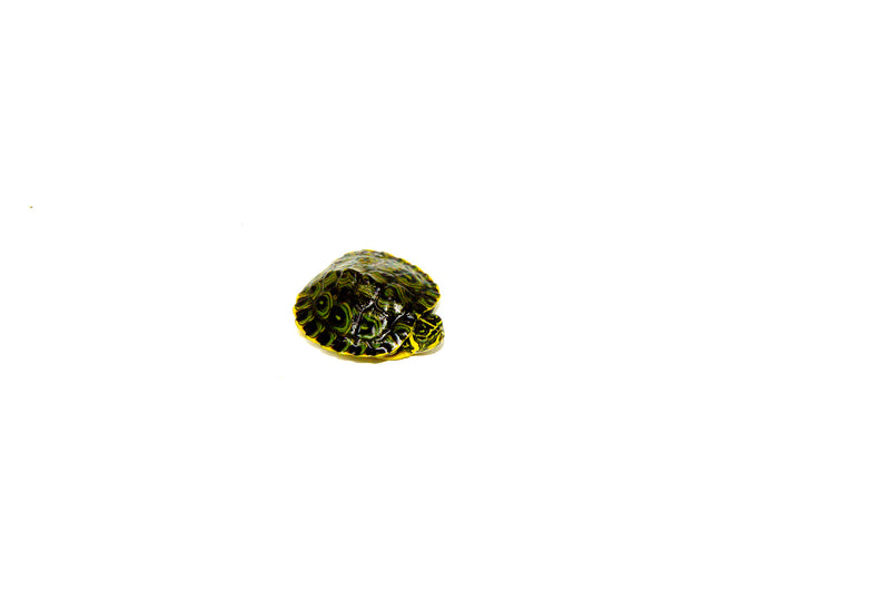 Baby Yellow Bellied Slider Turtle (Trachemys scripta)