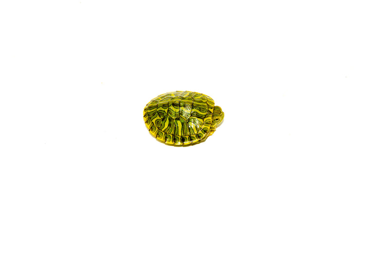 Baby Rio Grande Slider Turtle (Trachemys elegans)
