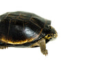 Okavango Mud Turtle (Pelusios bechuanicus)