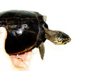 Okavango Mud Turtle (Pelusios bechuanicus)