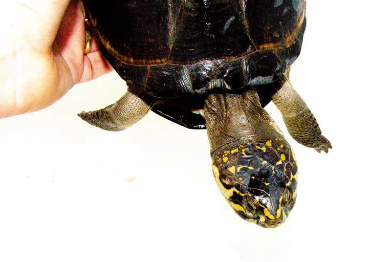 Okavango Mud Turtle (Pelusios bechuanicus)