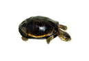 Okavango Mud Turtle (Pelusios bechuanicus)