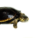 Okavango Mud Turtle (Pelusios bechuanicus)