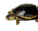 Okavango Mud Turtle (Pelusios bechuanicus)