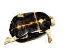 Okavango Mud Turtle (Pelusios bechuanicus)