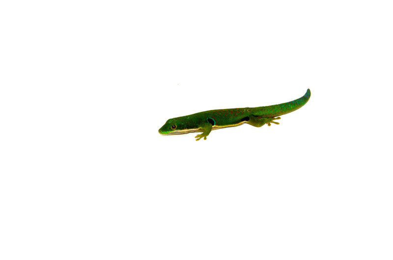 Peacock Day Gecko (Phelsuma quadriocellata)