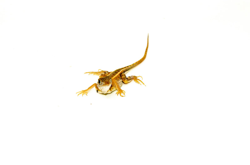 Three Eyed Lizard (Chalarodon madagascariensis)