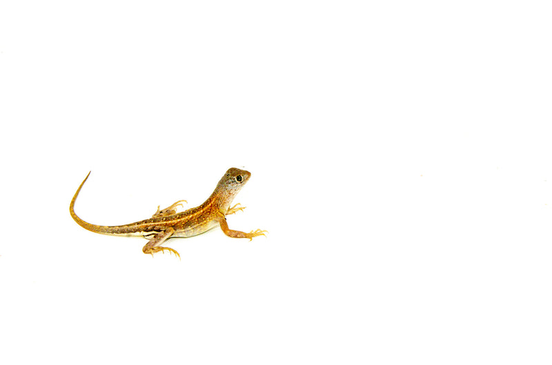 Three Eyed Lizard (Chalarodon madagascariensis)