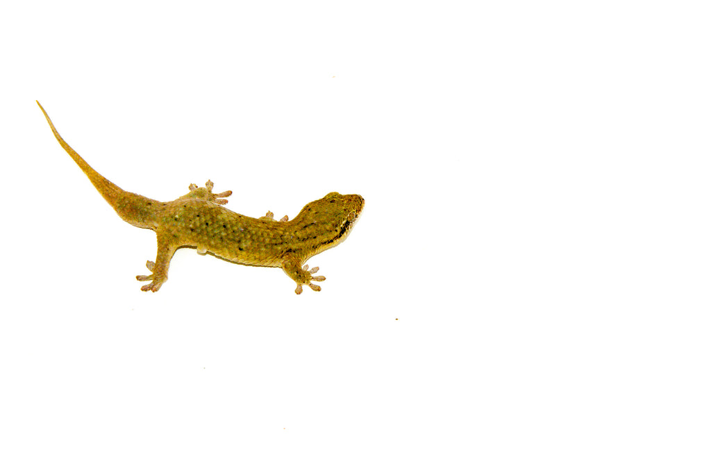 Glecko Fish Fish Scaled Geckos For Sale | American Reptile Distributors