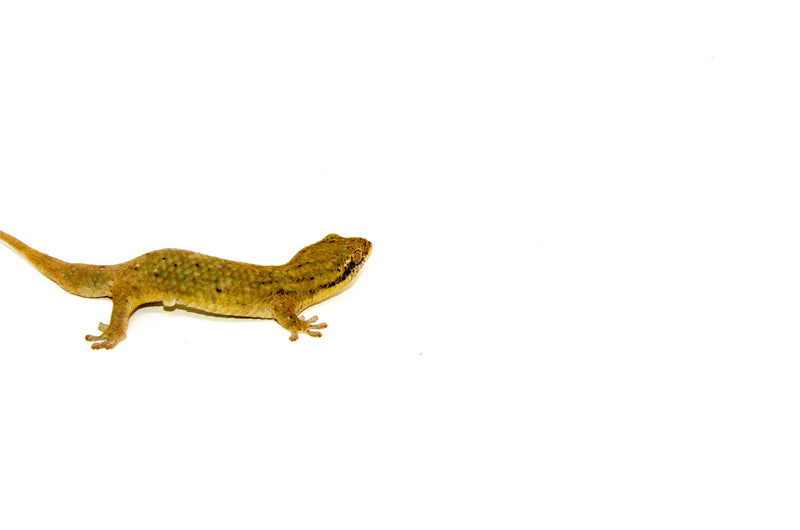 Fish Scaled Gecko (Geckolepsis maculata)