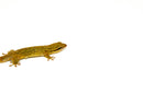 Fish Scaled Gecko (Geckolepsis maculata)