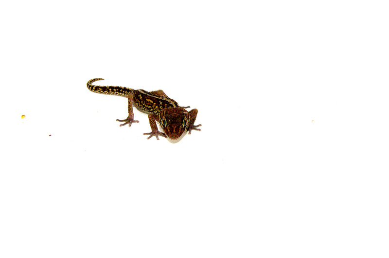 Pictus Ground Gecko (Paroedura pictus)