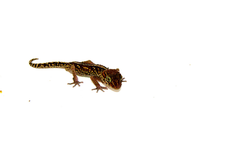 Pictus Ground Gecko (Paroedura pictus)