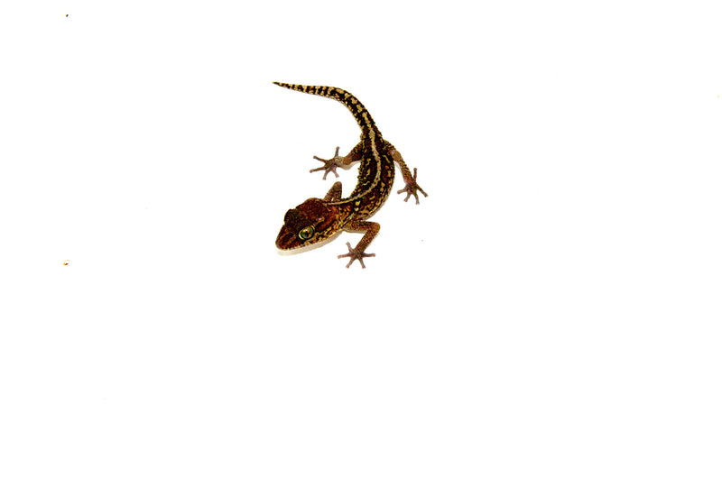 Pictus Ground Gecko (Paroedura pictus)