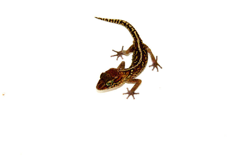 Pictus Ground Gecko (Paroedura pictus)